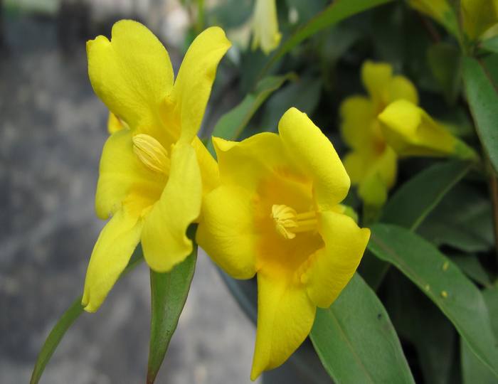 法国香水花+-+花の物语