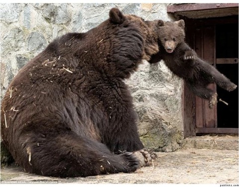 母棕熊訓子的超可愛畫面！