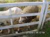富野牧場の綿羊
