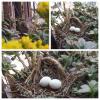 (續一)我家窗台上的嬌客~斑鳩回巢