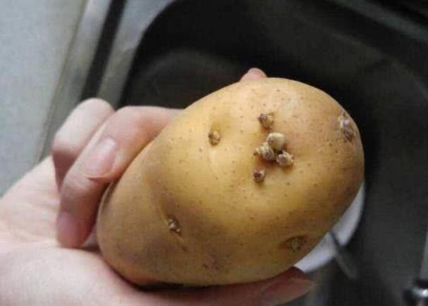 為什麼發芽的土豆不能吃？