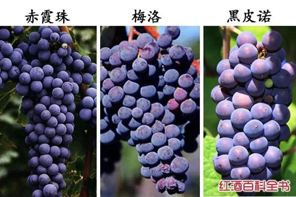 流行的紅葡萄品種