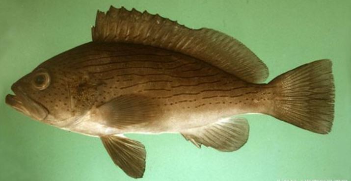 石斑魚