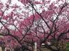 平菁街的櫻花盛開