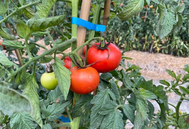 穀雨時節種番茄