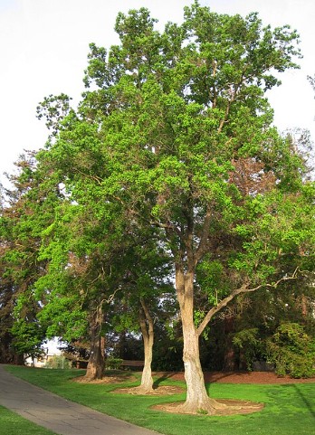 立冬花信風一候烏桕