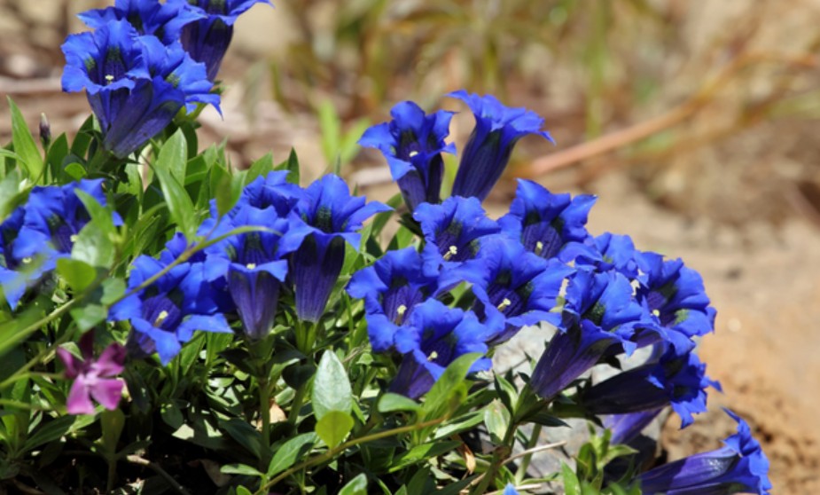 立冬花信風二候龍膽