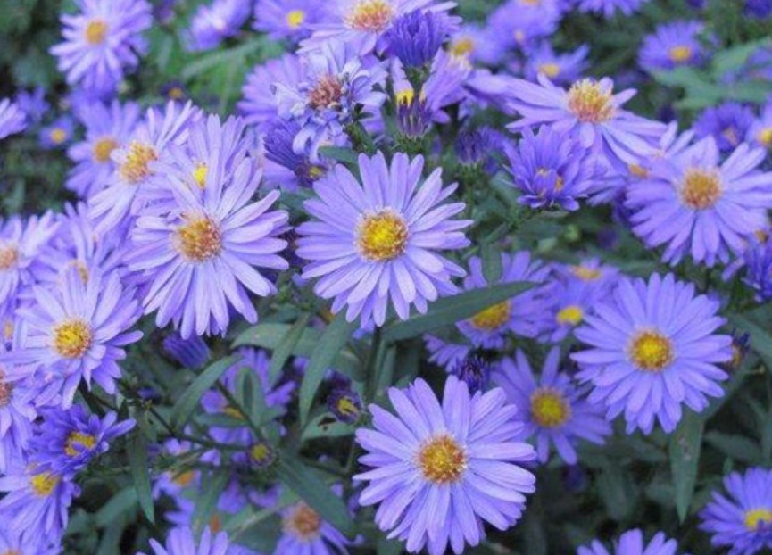 立冬花信風三候紫菀