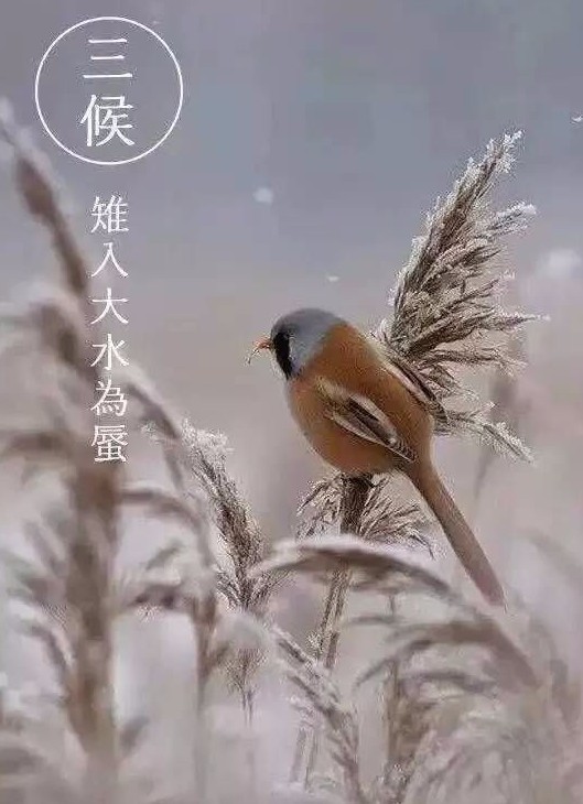 立冬三候:三候雉入大水為蜃